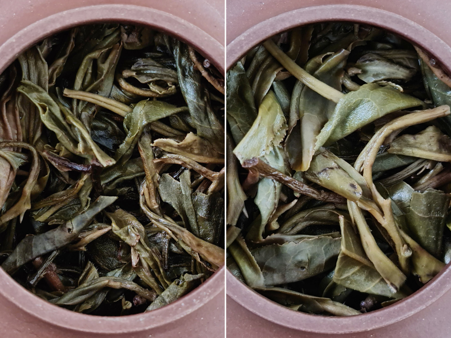 2019 Mang Zhi (TU)
