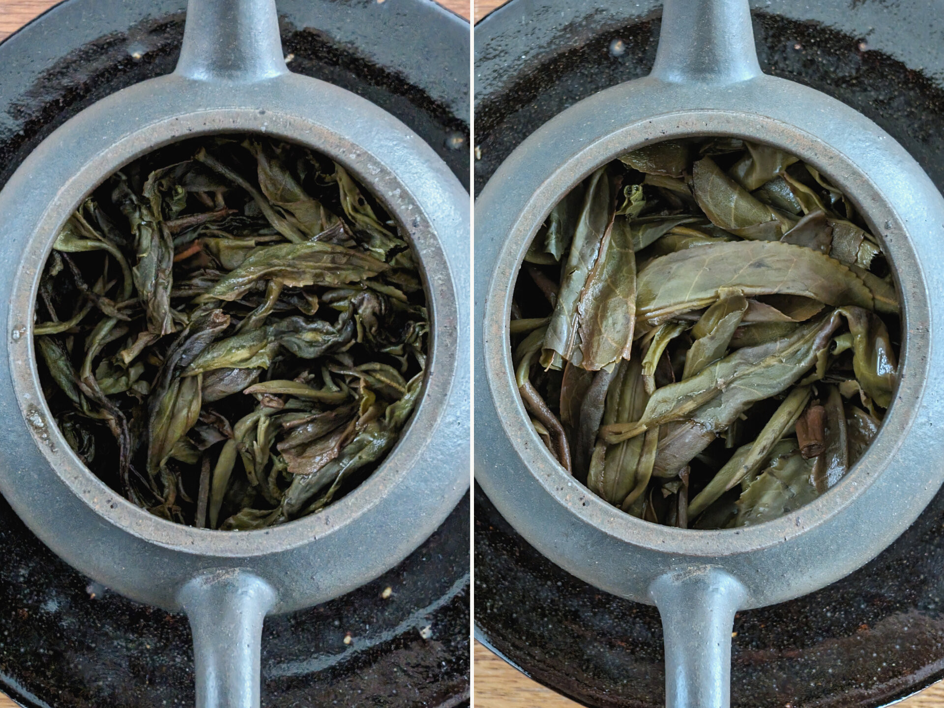 2023 Yiwu Old Tree (TTpl)