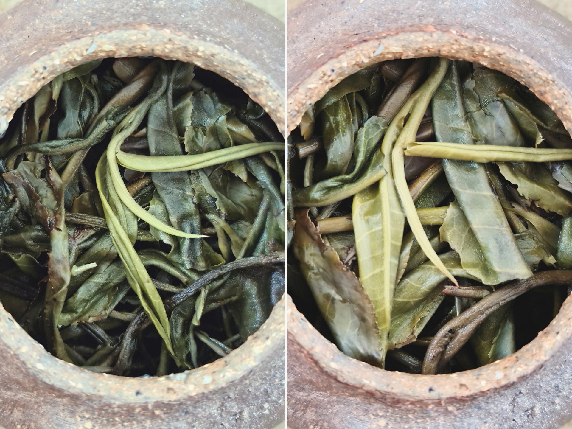 2020 Thailand Chiang Rai Old Tree Ku Cha