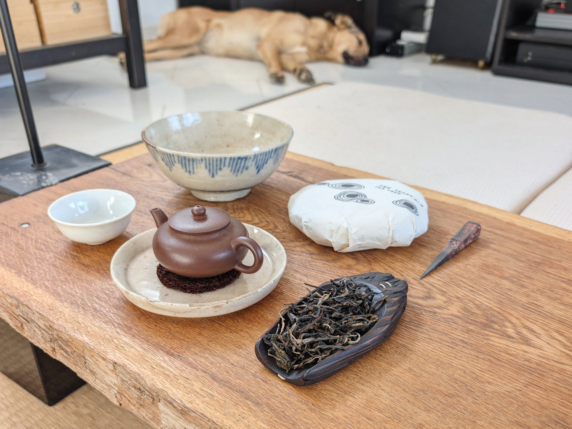 2026 750 years old tea tree (prSK)