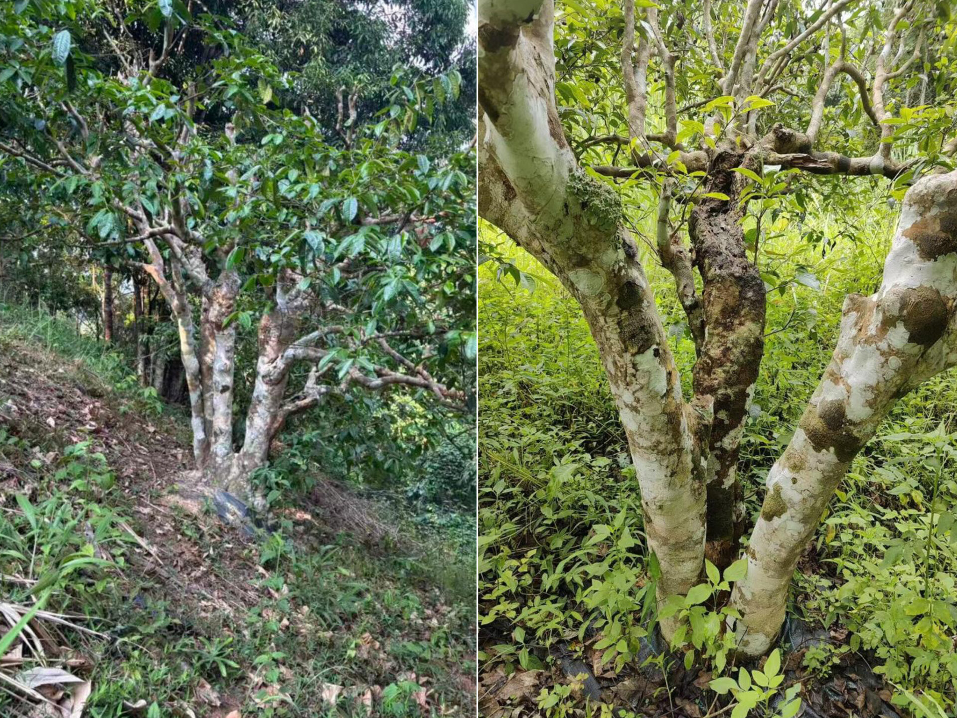 2026 970 years old tea tree (prSK)