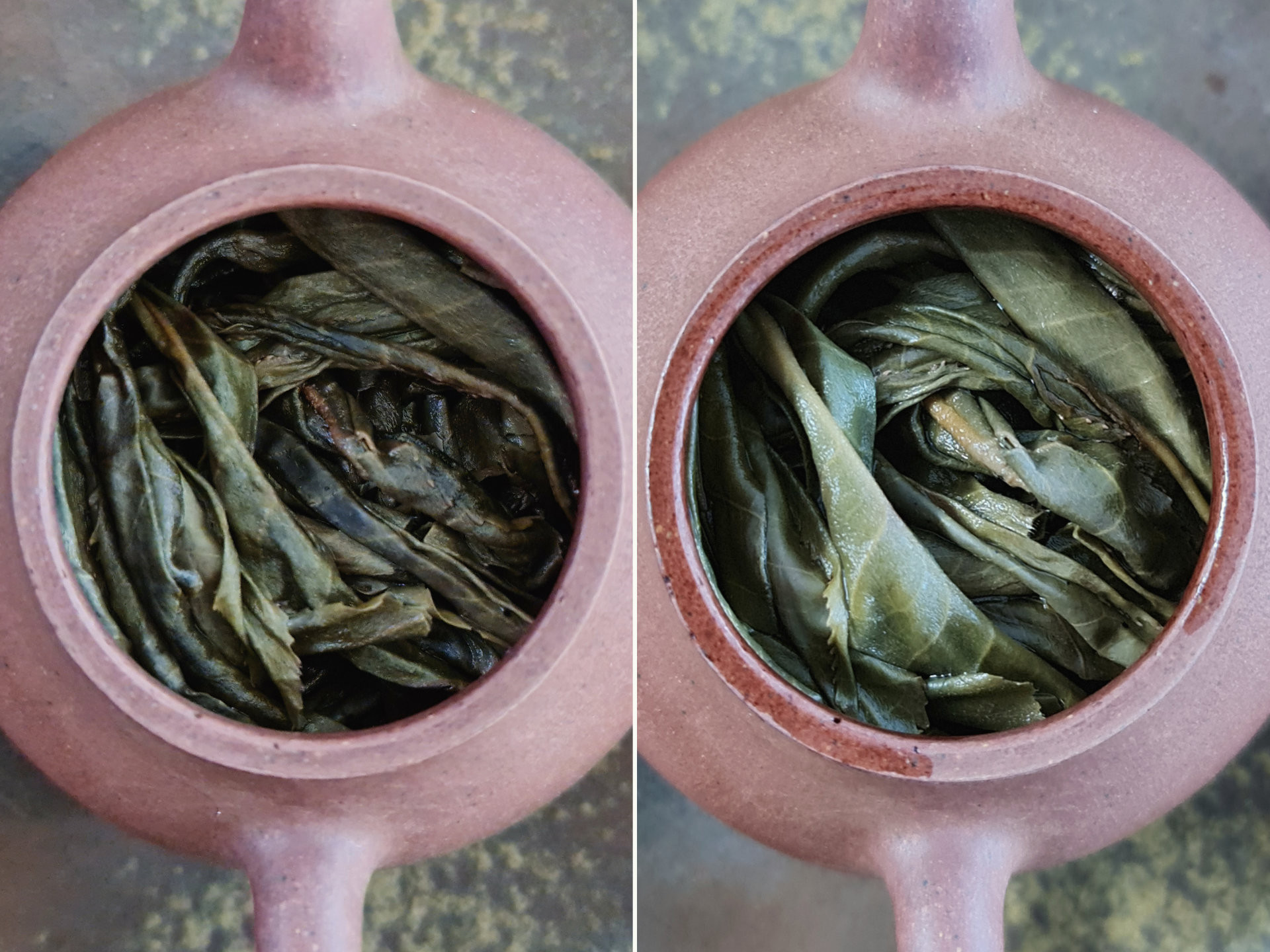2017 Nancai Shan Ancient Tree