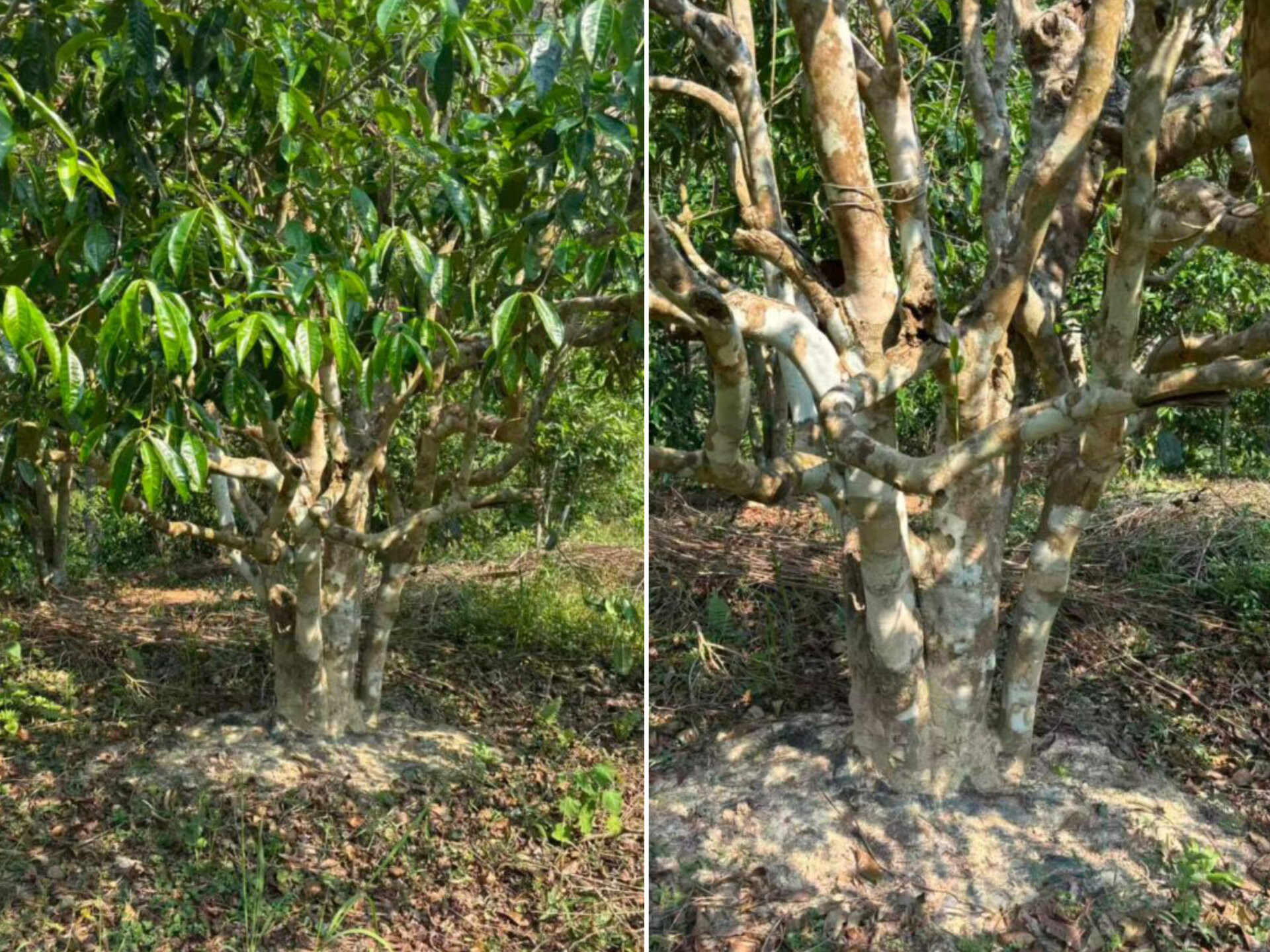 2026 766 years old tea tree (prSK) 2026 766 years old tea tree (prSK)