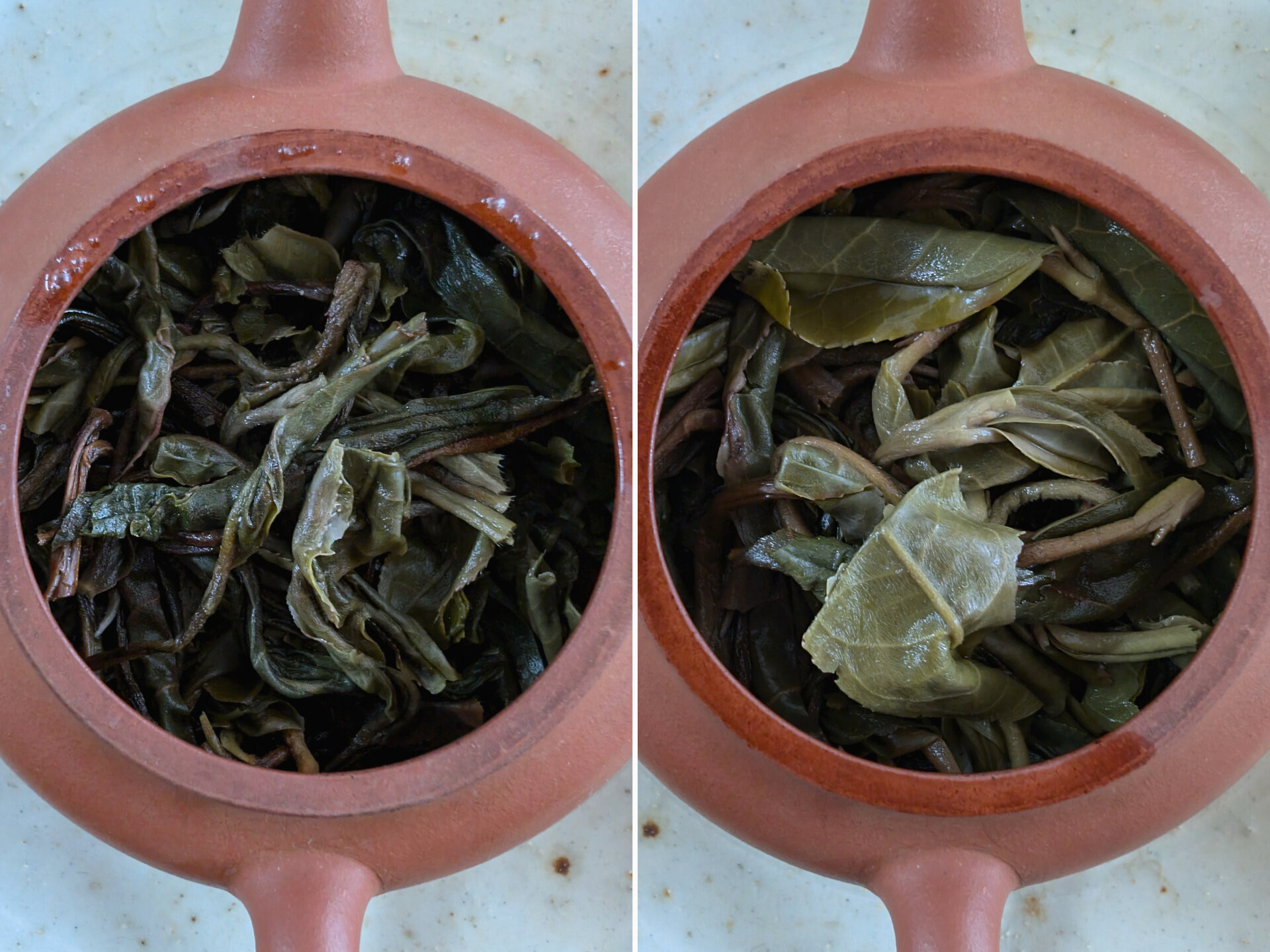2024 Chenyuan Hao Chawangshu Huangshan