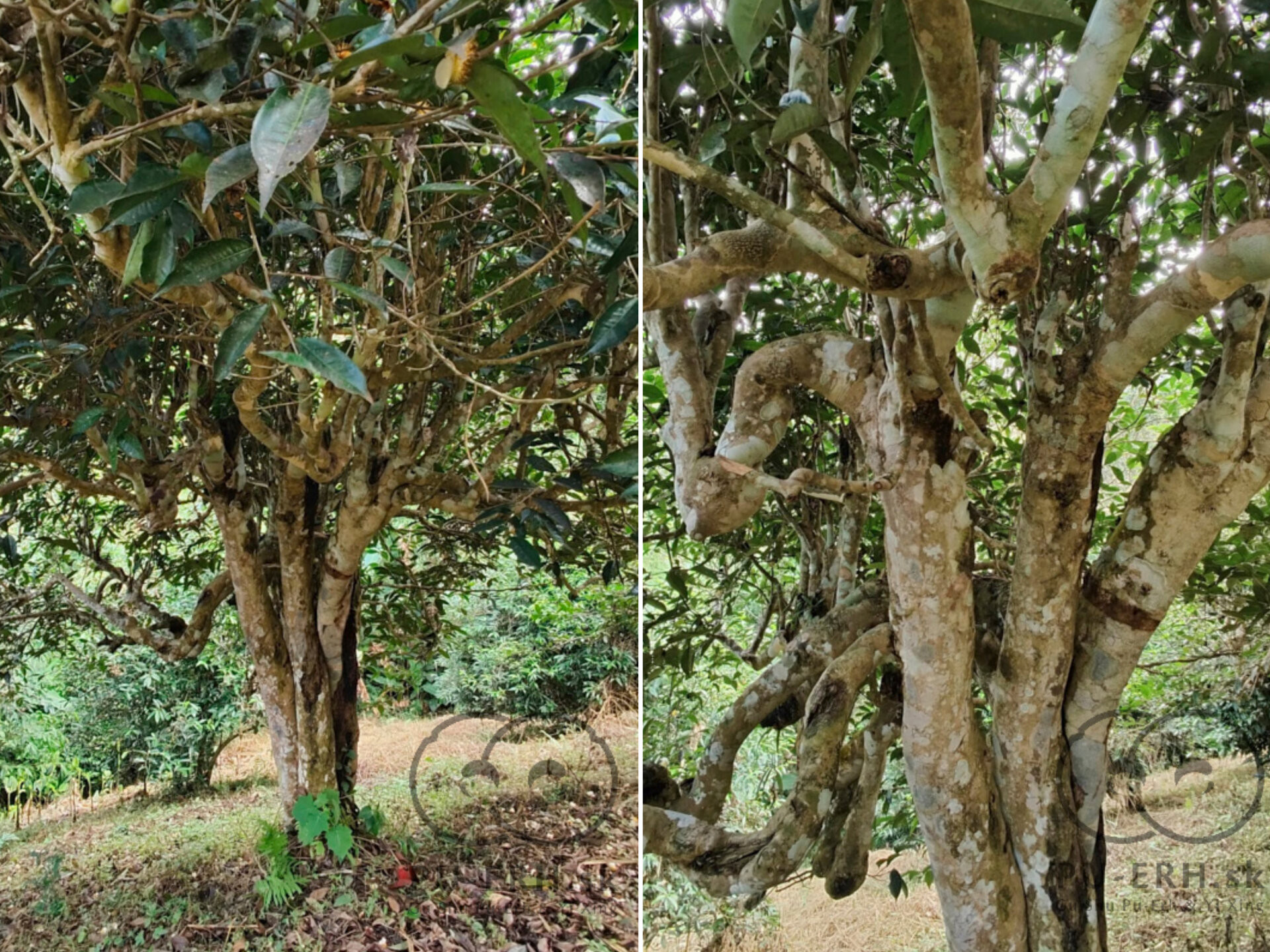 2026 750 years old tea tree (prSK)