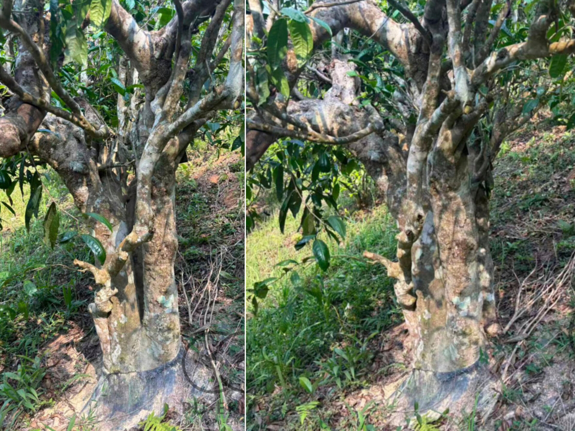 2026 883 years old tea tree (prSK) 2026 883 years old tea tree (prSK)