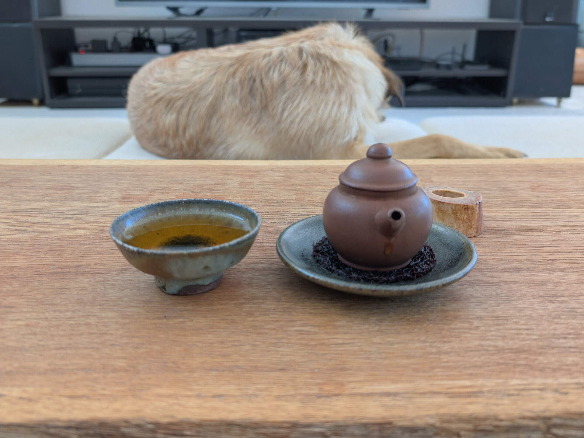 2025 970 years old tea tree (prSK)