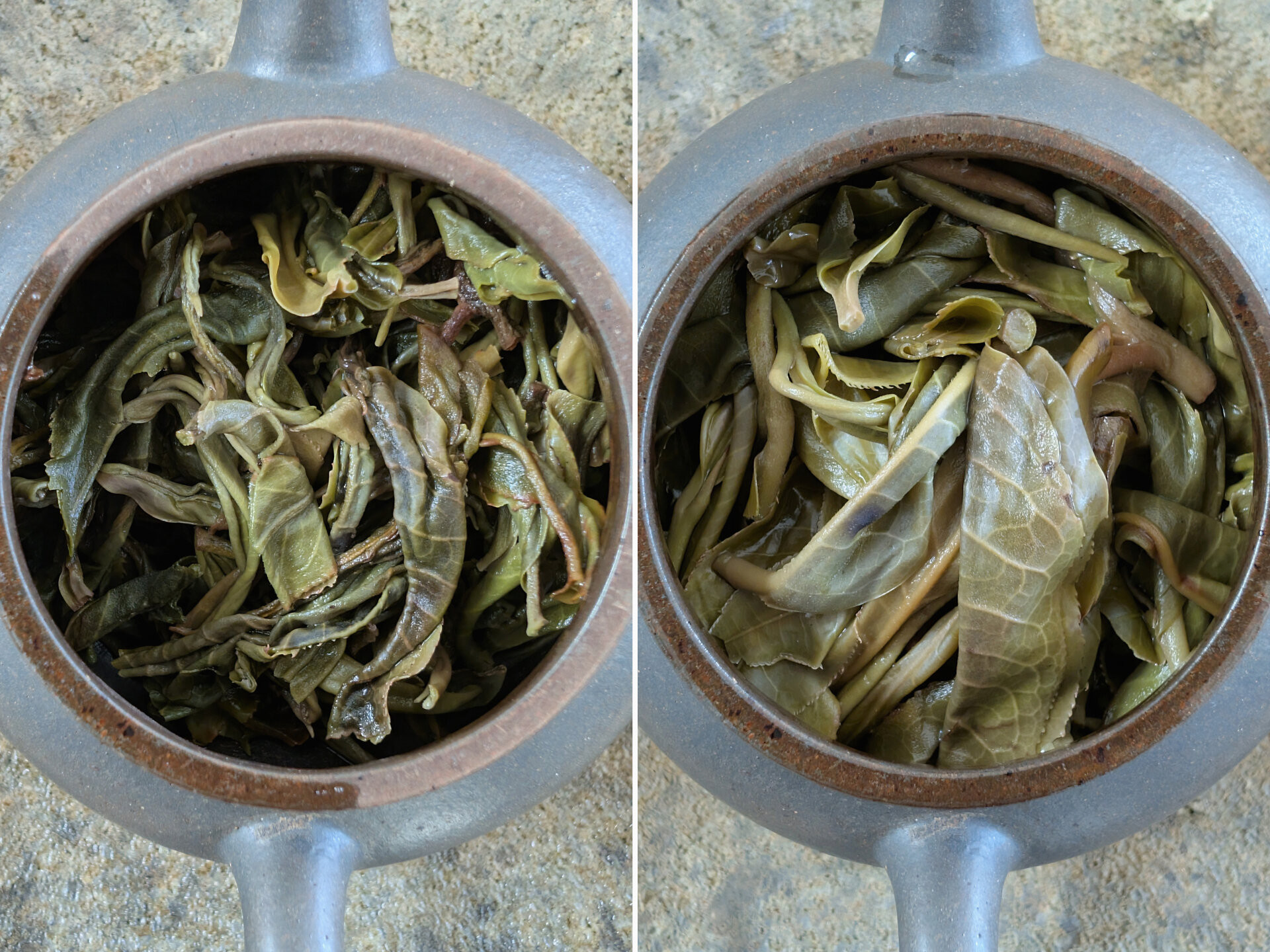 2025 5 Oldest Tea Trees of Pang San Zhou Maocha (prSK)