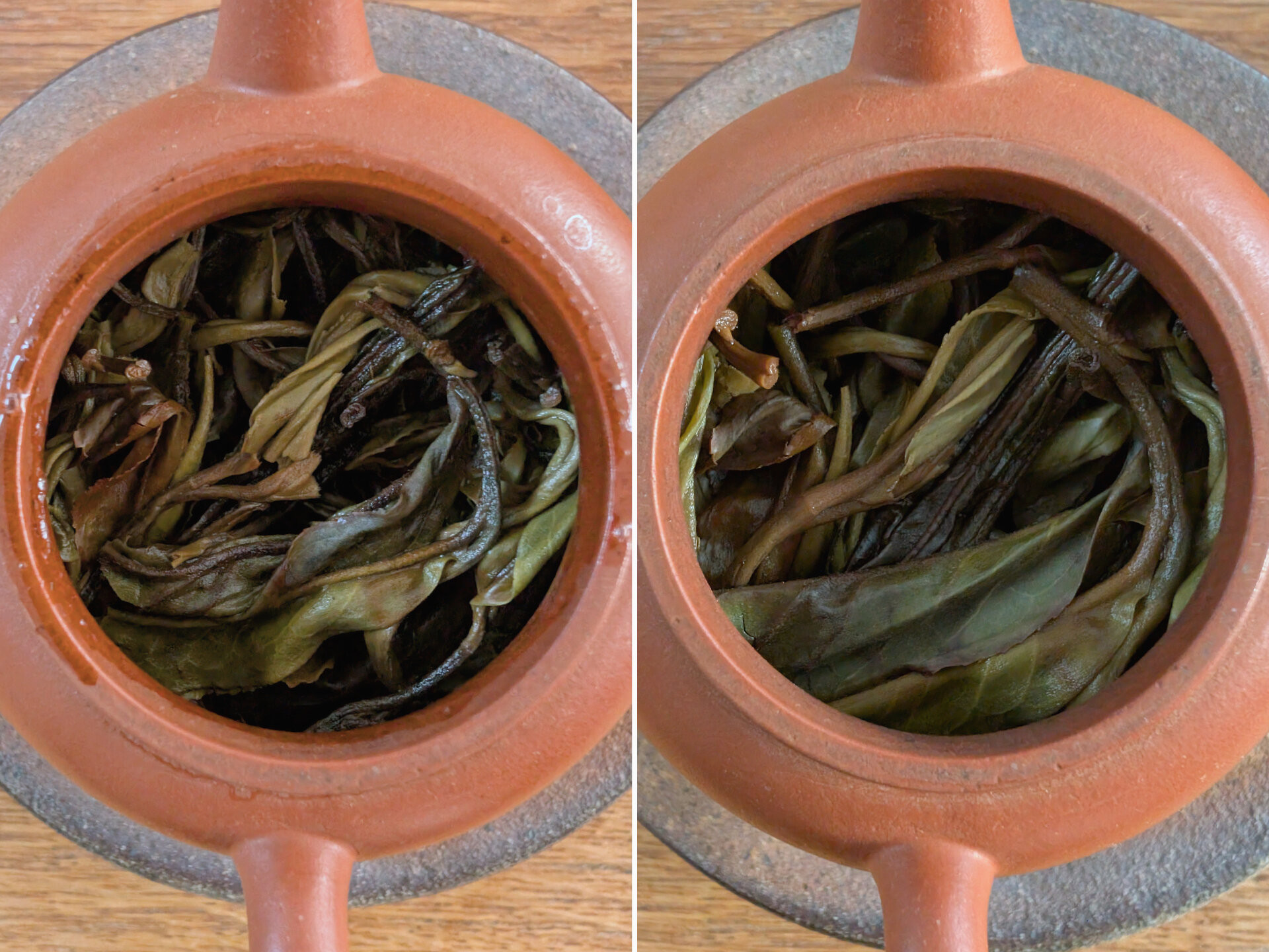 2024 970 years old tea tree (prSK)
