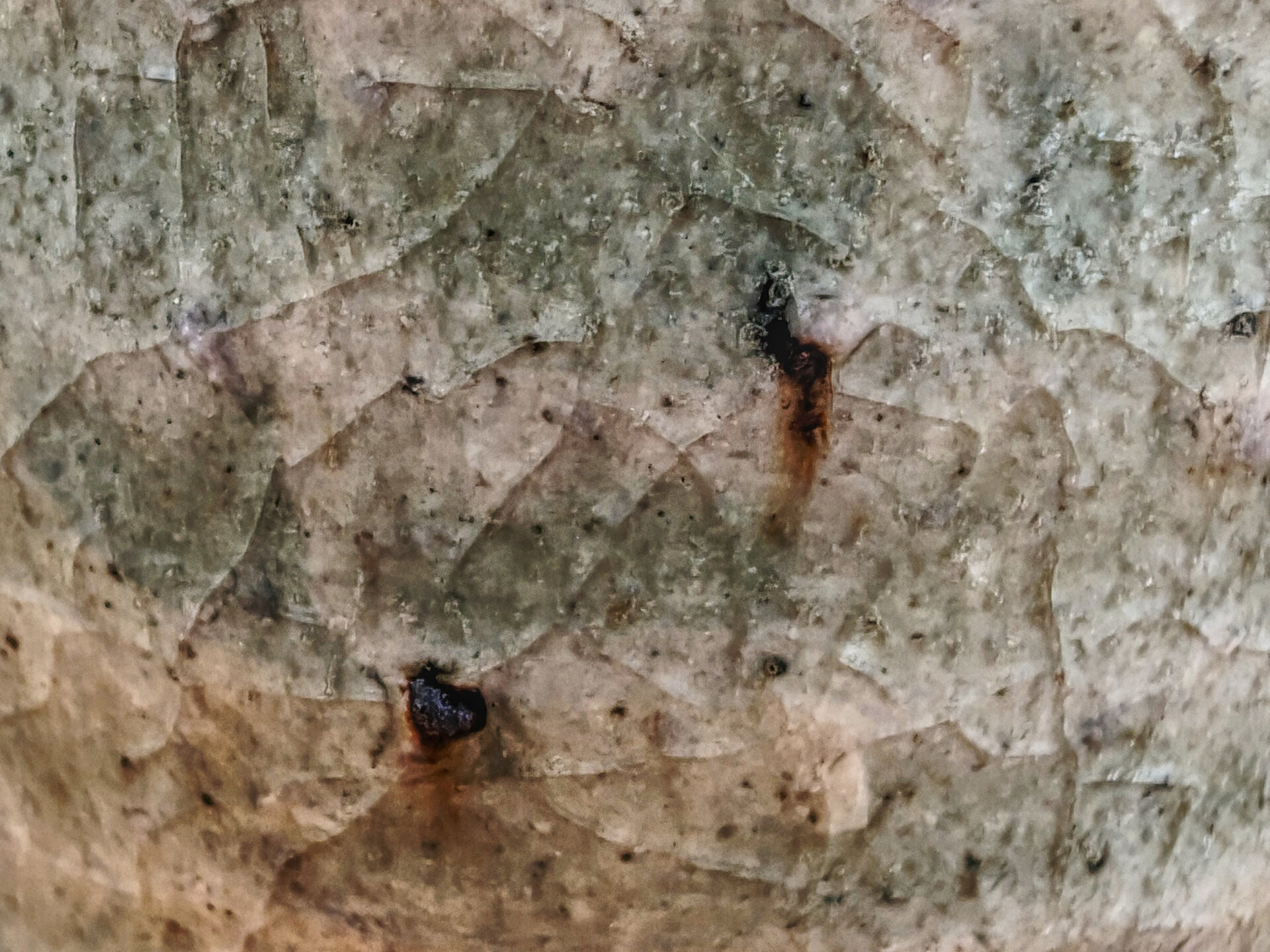 2017 Bi Yun Hao Wangong Gaogan Gushu