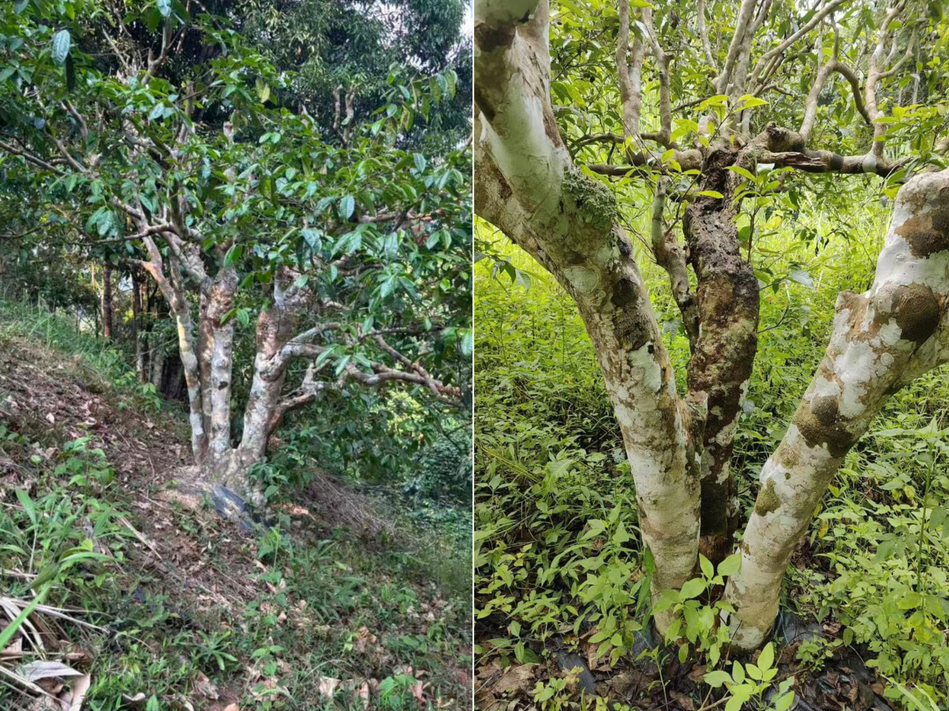 2026 970 years old tea tree (prSK)
